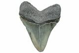 Serrated, Fossil Megalodon Tooth - South Carolina #288191-1